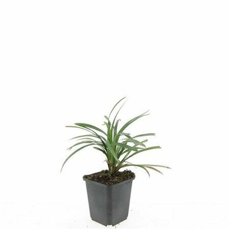 Liriope muscari 'Ingwersen' P9 - afbeelding 8
