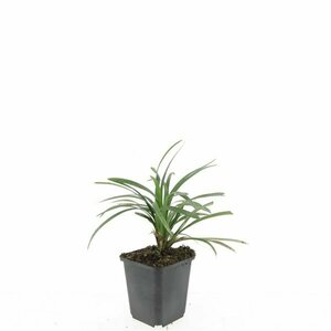 Liriope muscari 'Ingwersen' P9 - afbeelding 8