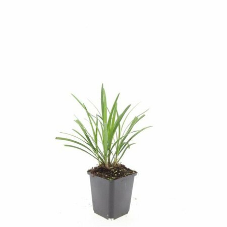 Liriope muscari 'Ingwersen' P9 - afbeelding 9
