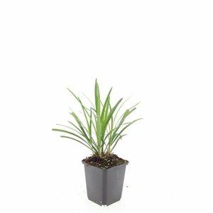 Liriope muscari 'Ingwersen' P9 - afbeelding 9