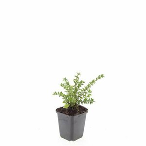 Lonicera nitida 'Maigrün' C1.5 - afbeelding 2