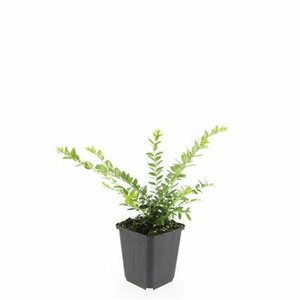 Lonicera nitida 'Maigrün' C1.5 - afbeelding 12