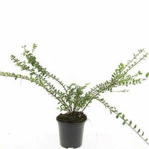 Lonicera nitida 'Maigrün' C1.5 - afbeelding 8