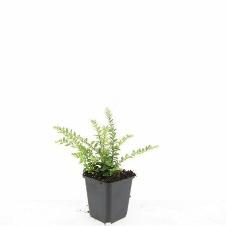 Lonicera nitida 'Maigrün' C1.5 - afbeelding 4