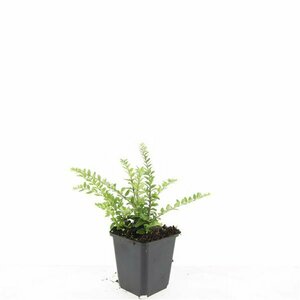 Lonicera nitida 'Maigrün' C1.5 - afbeelding 4