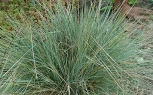 Helictotrichon sempervirens P9 - afbeelding 7