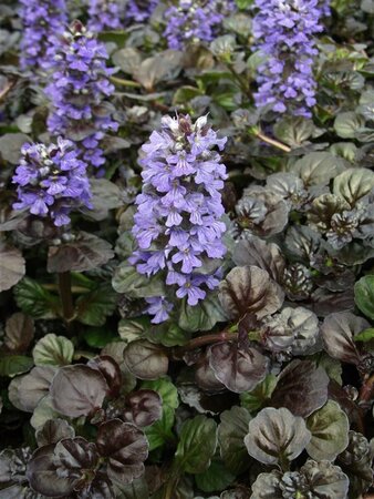 Ajuga reptans 'Black Scallop' P9 - afbeelding 2