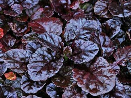Ajuga reptans 'Black Scallop' P9 - afbeelding 1
