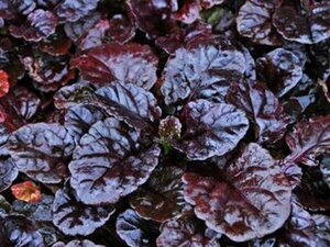 Ajuga reptans 'Black Scallop' P9 - afbeelding 1