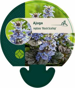 Ajuga reptans 'Black Scallop' P9 - afbeelding 4