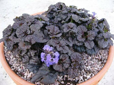 Ajuga reptans 'Black Scallop' P9 - afbeelding 3