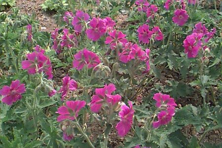 Geranium magnificum P9 - afbeelding 1