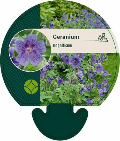Geranium magnificum P9 - afbeelding 2