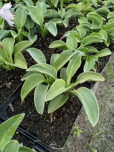 Hosta 'Blue Mouse Ears' P9 - afbeelding 5