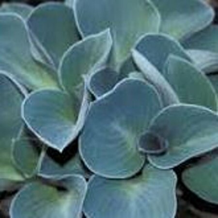 Hosta 'Blue Mouse Ears' P9 - afbeelding 3