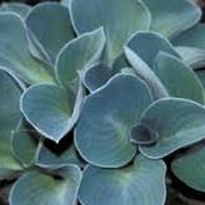 Hosta 'Blue Mouse Ears' P9 - afbeelding 3
