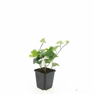 Hedera hibernica P9 - afbeelding 16