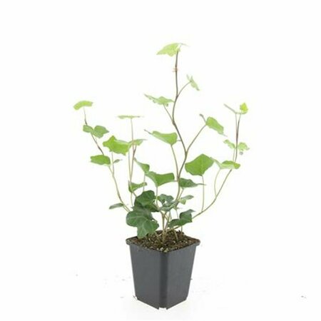 Hedera hibernica P9 - afbeelding 5