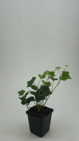 Hedera hibernica P9 - afbeelding 20