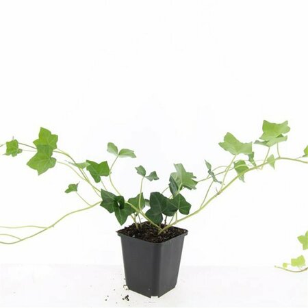 Hedera hibernica P9 - afbeelding 12
