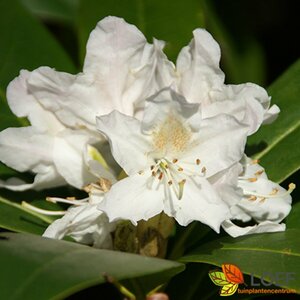 Rhododendron 'Cunningham's White' 60/80 KL. - afbeelding 4