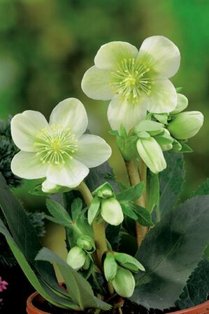 Helleborus niger P9 - afbeelding 4