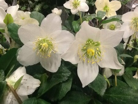 Helleborus niger P9 - afbeelding 5