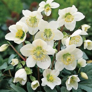 Helleborus niger P9 - afbeelding 6