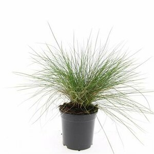 Festuca glauca 'Elijah Blue' C2 - afbeelding 15
