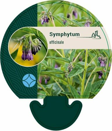 Symphytum officinale P9 - afbeelding 2