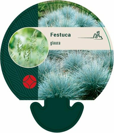 Festuca glauca P9 - afbeelding 2