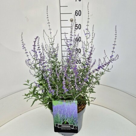 Perovskia 'Blue Spire' C2 - afbeelding 9
