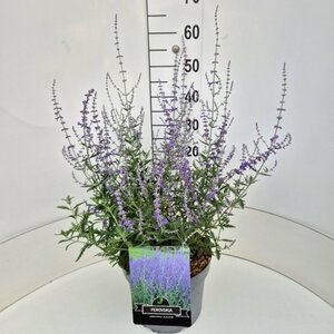 Perovskia 'Blue Spire' C2 - afbeelding 9