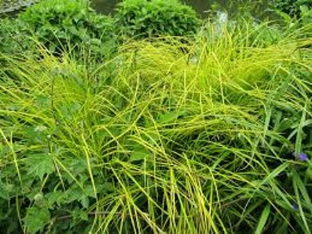 Carex elata 'Aurea' P9