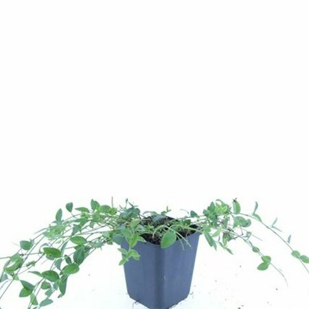 Vinca minor 'Gertrude Jekyll' P9 - afbeelding 14