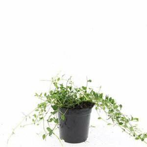 Vinca minor 'Gertrude Jekyll' P9 - afbeelding 4