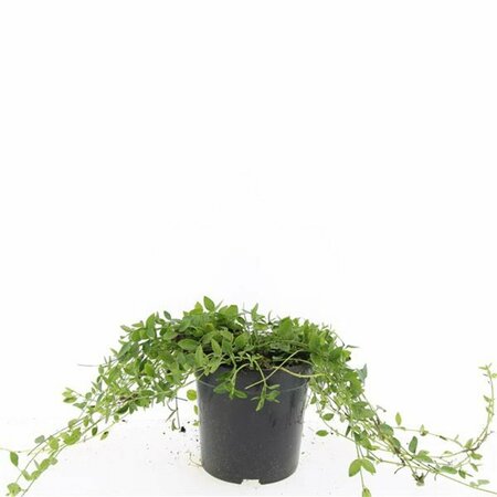 Vinca minor 'Gertrude Jekyll' P9 - afbeelding 3