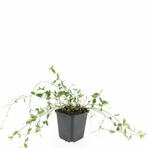 Vinca minor 'Gertrude Jekyll' P9 - afbeelding 13