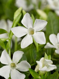 Vinca minor 'Gertrude Jekyll' P9 - afbeelding 7