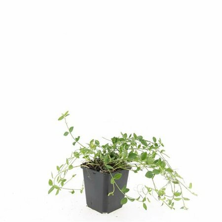 Vinca minor 'Gertrude Jekyll' P9 - afbeelding 17