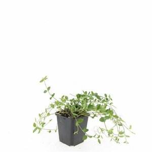 Vinca minor 'Gertrude Jekyll' P9 - afbeelding 17