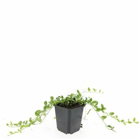 Vinca minor 'Gertrude Jekyll' P9 - afbeelding 15