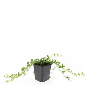 Vinca minor 'Gertrude Jekyll' P9 - afbeelding 15