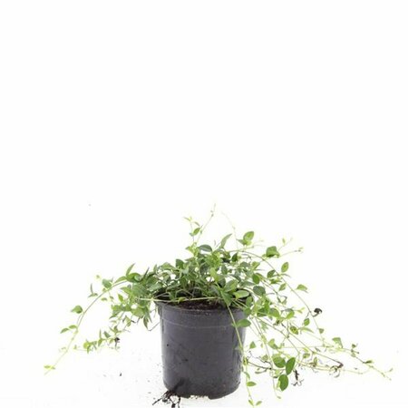 Vinca minor 'Gertrude Jekyll' P9 - afbeelding 2