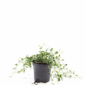 Vinca minor 'Gertrude Jekyll' P9 - afbeelding 2