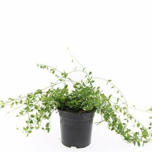 Vinca minor 'Gertrude Jekyll' P9 - afbeelding 19