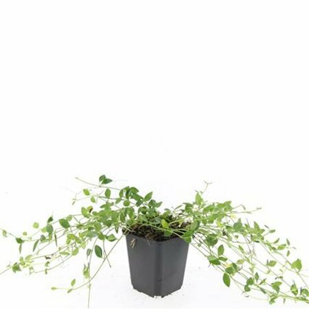 Vinca minor 'Gertrude Jekyll' P9 - afbeelding 8