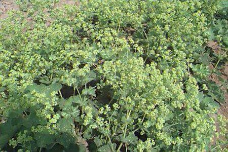 Alchemilla mollis 'Robustica' P9 - afbeelding 3