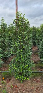 Prunus lusitanica 'Angustifolia' ST. 120 10-12 C. Lei - afbeelding 6