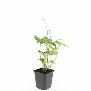Anemone hybrida 'Honorine Jobert' P9 - afbeelding 4